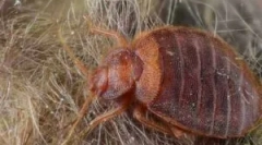 Metódy a prostriedky na boj proti klastre v posteli